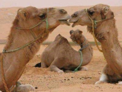 Le dromadaire, un talent&nbsp;fou