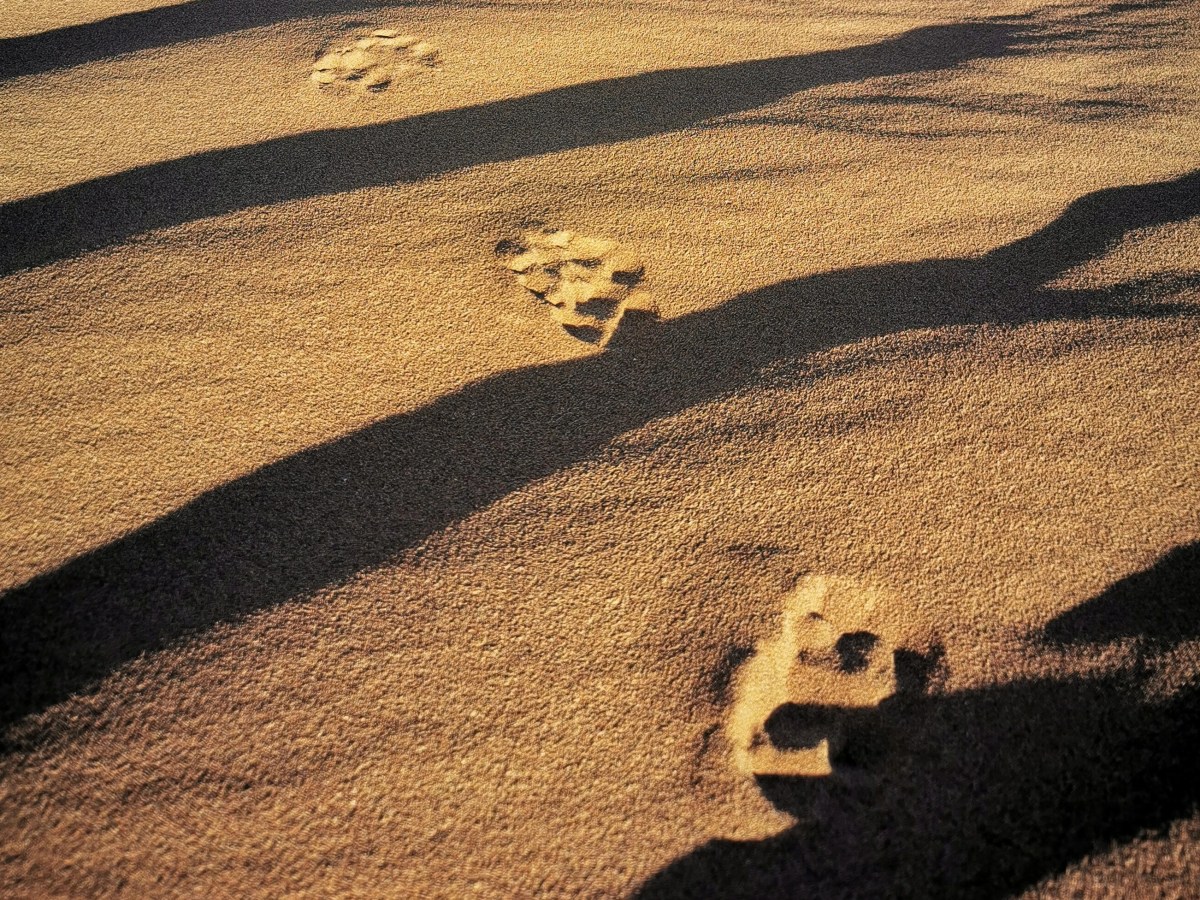 Le Sahara sur&nbsp;mesure